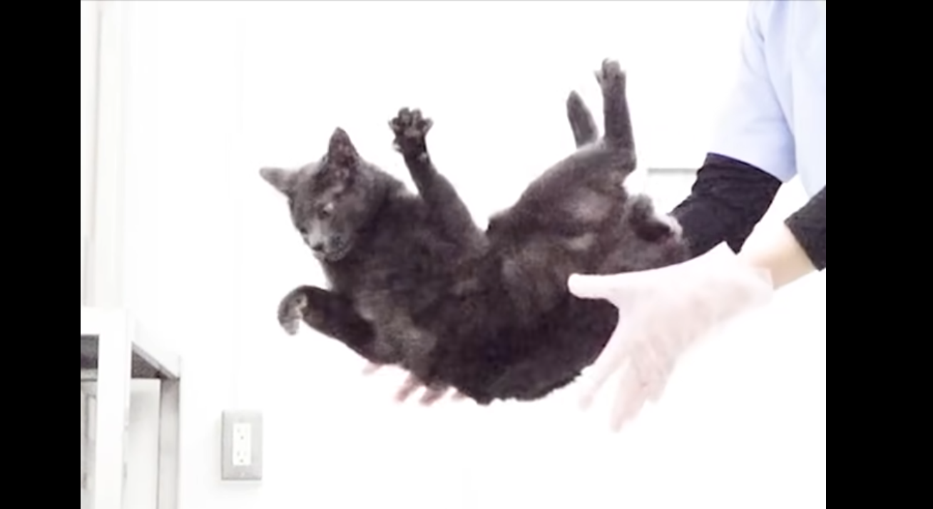 Как именно кошки приземляются на лапы